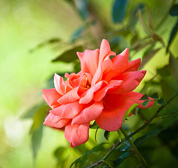 安卓ddos攻击工具